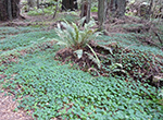 Forest Carpet
