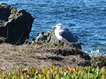 Watcher