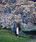 New York Spring