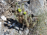 Low Desert